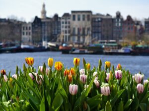 Ams