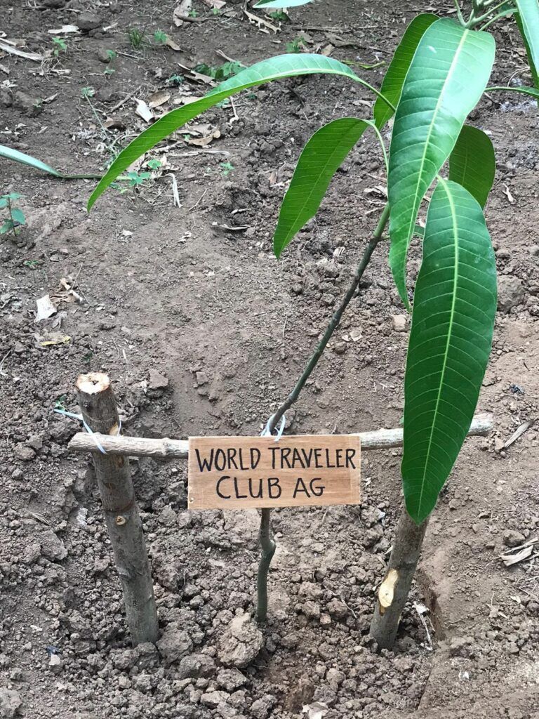 World Traveler Club Plants Mango Trees on Bali to Combat Climate Change 2 Mango Tree WTC t