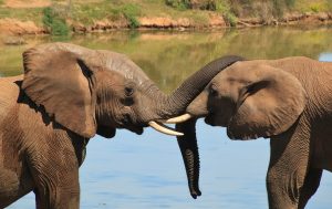 South Africa