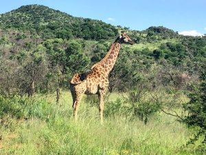 Johannesburg